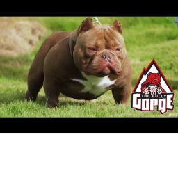 American bully Obby