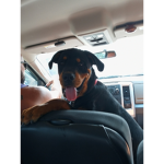 -Rottweiler-