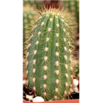 Prickly Cactus