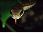 All Kinds of Snakes