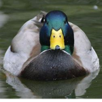 DUCK crew 2.0