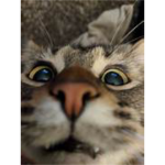 silly cute catss!!:33