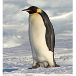 Penguin fan group (Offical)