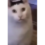 Woodsy YT