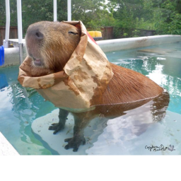 Capydog's hangout ;)