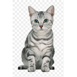 Kitty Area Studios