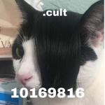 .cult.