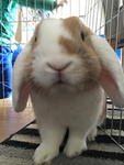 SUPER RABBIT FANS
