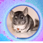 Chinchillas for life