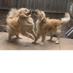 Thequeenofprettydoggys