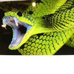 Python gang.