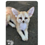 Support The Fennec Foxes