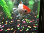 Fish club 1st to join gets suprise