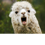 Llamates