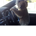 Music koala :D