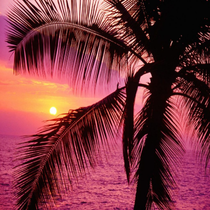 Pink Roblox decal