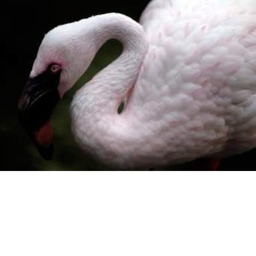 Flamingo Hangout!