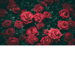 Royalty Rose