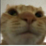 rdogger
