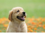 Dog army life