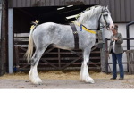 Horse grooop