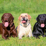 LABRADOR FAN GROUP||AWESOME DOGS
