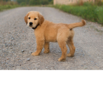 Pup Studi0s