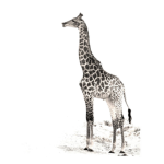 Giraffe hour