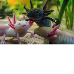 ocean of axolotl