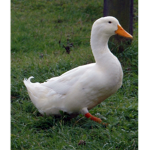 Duck Bro’s