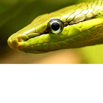 The ssssnake army
