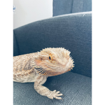 Lizard Master