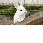 Rabbit Hotel