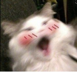 -::The paws::-
