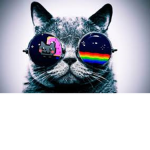 kitty kat studioss