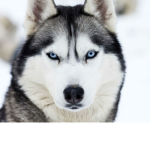 vicky kawaii (husky)