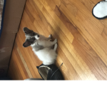 Fifi soooooooooooooooo cute