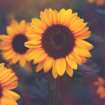 Pastel Sunflower Clothing