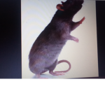 Rat Cult!!!