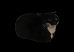 catsarecool games