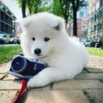 Cute Paco