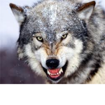 wolfpack club 3