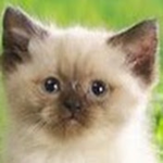 Smoll Beans Community