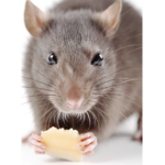 Rats yes