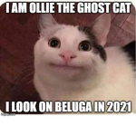 Beluga The YouTuber cat