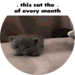 Post this Cat on the 19th of Every Month