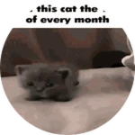 Post this Cat on the 19th of Every Month