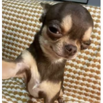 DogsDogsDogs_DoggyClan