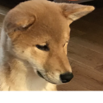 TheDogeEmpire