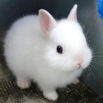 Bunny club hangout